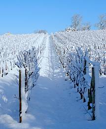 Vignobles de Fronsac Vignobles de Fronsac