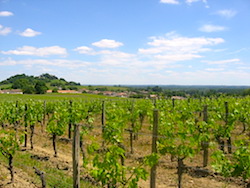 Vignobles de Fronsac